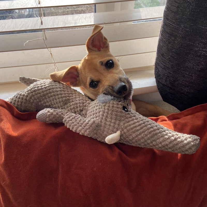 Plyschhundleksak – Tuggleksak för aktiv lek 4